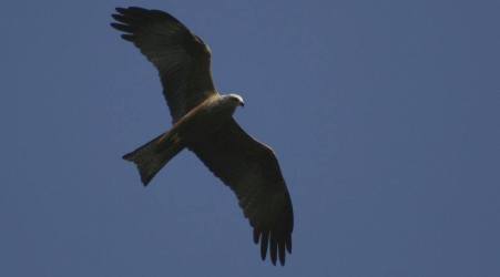 Ritorno Rapaci: Birdwatching con Parco Aspromonte Continuano le attività di monitoraggio della migrazione primaverile degli uccelli