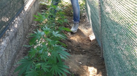 Coltiva marijuana nel giardino di casa, arrestato Operazione della Guardia di Finanza