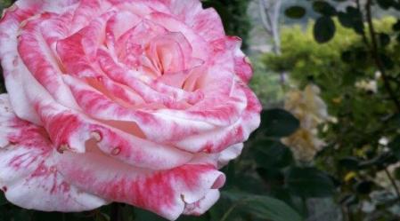 Festa delle Rose alla Casa delle Erbe della Locride Grande successo per l’evento dedicato alla regina dei fiori