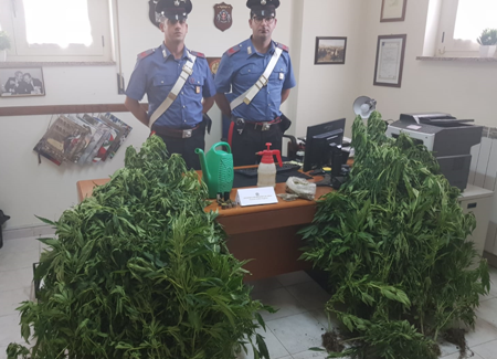 Coltivatore marijuana arrestato mentre annaffia piante Per il giovane di Bocchigliero, il reato è di spaccio di stupefacenti