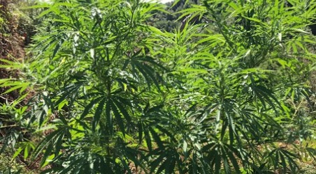 Carabinieri scoprono piantagione cannabis L'area era dotata anche di impianto di irrigazione