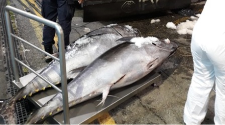Guardia Costiera sequestra 10 tonnellate di tonno rosso Il pesce fresco era diretto dal Reggino in Spagna