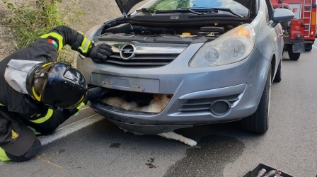 Cane investito da auto rimane intrappolato nel paraurti L'intervento dei Vigili del Fuoco è servito ad estrarre l'animale dalla vettura