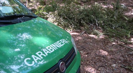 Taglio abusivo di 301 piante, tre persone denunciate Operazione dei Carabinieri Forestali