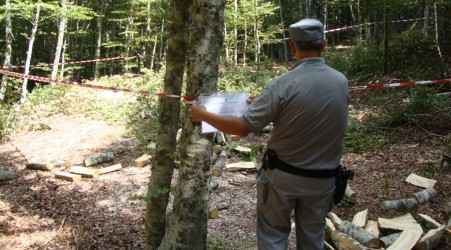 Furto legna Parco naturale Serre, arrestato 42enne L'uomo è stato fermato dai Carabinieri forestali 