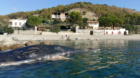 Capodoglio trovato morto davanti spiaggia reggina Il cetaceo potrebbe essere stato urtato da una nave di grosse dimensioni