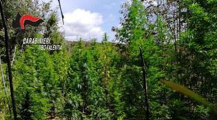 “Green Mountain”, altro colpo ai produttori di canapa Scoperte dai Carabinieri cinque piantagioni