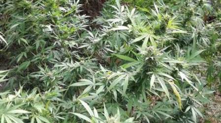 Scoperta piantagione di marijuana a Cardeto Operazione dei Carabinieri finalizzata al contrasto del fenomeno della coltivazione illegale di canapa indiana