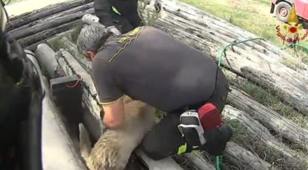 Cane salvato dopo esser rimasto incastrato sotto pali Enel Decisivo l'intervento di una squadra dei Vigili del Fuoco