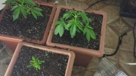 Coltivava marijuana in casa, Polizia arresta uomo di 56 anni Dovrà rispondere di produzione e detenzione ai fini di spaccio di sostanza stupefacente