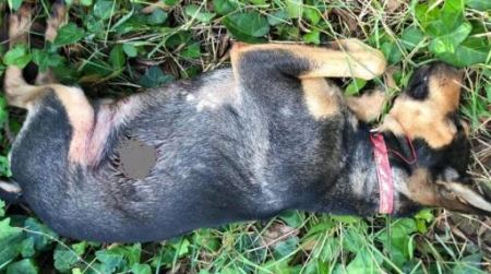 Calabria, cagnolino ucciso a colpi di arma da fuoco Indagini dei Carabinieri sull'ennesima violenza agli animali