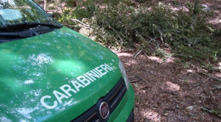 Tre cacciatori beccati nel Parco d’Aspromonte: denunciati Armi e munizioni sono state sottoposte a sequestro