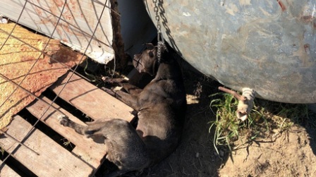 Cane legato a catena muore soffocato, denunciato 25enne Il giovane è accusato di maltrattamento di animali
