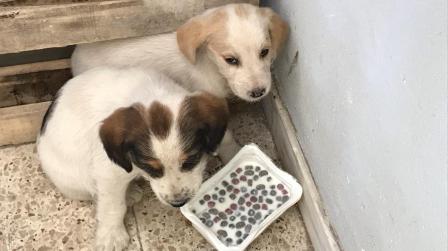 Due cantonieri Anas salvano cuccioli cane sulla Statale 682 Gli animali hanno ricevuto le prime cure e l'assistenza veterinaria