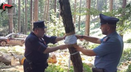 Calabria, tagliati senza autorizzazione 3 ettari bosco I Carabinieri Forestale hanno denunciato il proprietario dell'area