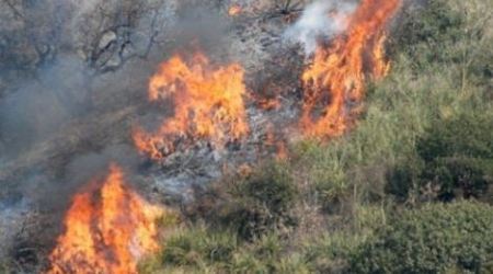 Incendio nel territorio calabrese, in fumo alberi ulivo Necessario l'intervento dei Vigili del Fuoco per evitare che le fiamme si propagassero al centro abitato
