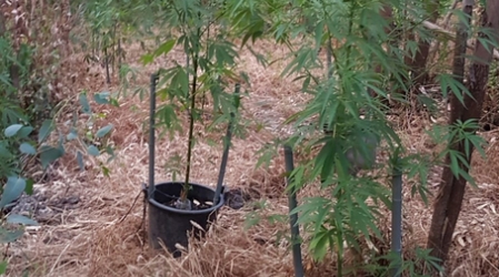 Sorpreso a irrigare piantagione marijuana, arrestato 43enne L'uomo aveva realizzato un impianto regolato da un timer computerizzato