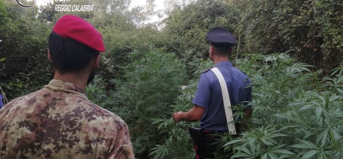 Cittanova, tre arresti per coltivazione piante marijuana I Carabinieri hanno sorpreso tre uomini in un terreno privato in cui la piantagione era occultata nella fitta vegetazione