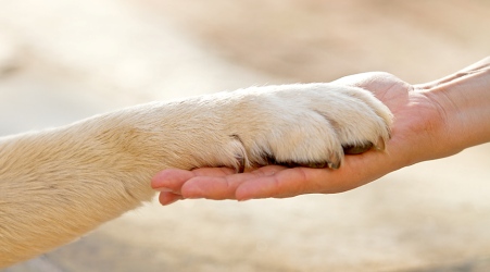 Possedere un cane fa bene al cuore ed allunga la vita È quanto emerge da uno studio europeo pubblicato sulla rivista medica Mayo Clinic Proceedings