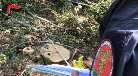 Taglio abusivo alberi di faggio, cinque persone denunciate Operazione dei Carabinieri Forestale finalizzata alla tutela degli ecosistemi boschivi