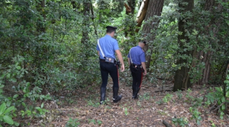 Tagliava alberi in un terreno privato, un arresto Colto in flagranza dai Carabinieri di Serra San Bruno (VV)