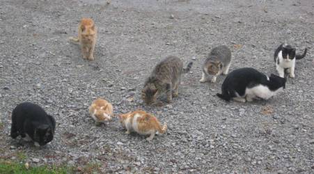Scattato l’allarme in Calabria: è strage di gatti randagi La denuncia di un'associazione animalista