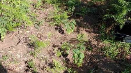 Rinvenuta piantagione di canapa indiana in Aspromonte Le piante sono state distrutte su disposizione dell’autorità giudiziaria reggina