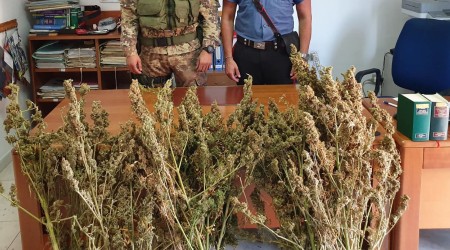Controlli Carabinieri, rinvenute oltre 360 piante marijuana Gli uomini dell'Arma hanno denunciato due persone in altre operazioni 
