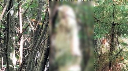 Orrore in Calabria: trovato cane impiccato ad un albero La scoperta da parte di una coppia di fidanzati
