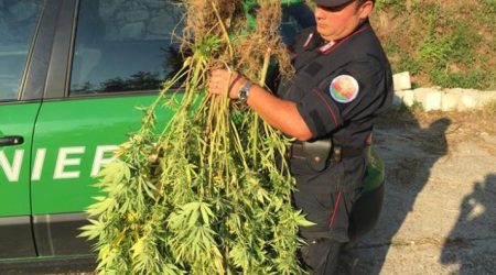 Piante cannabis in terreno coltivato ad uliveto: denunciato Un uomo di 54 anni dovrà rispondere di coltivazione di sostanze stupefacenti