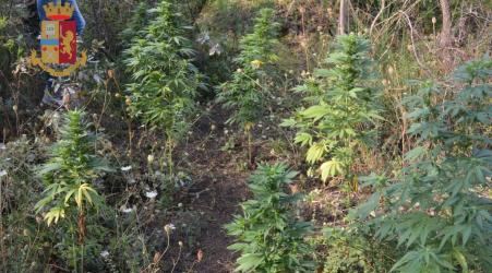 Polizia individua e sequestra una piantagione di cannabis Contrasto ai reati in materia di stupefacenti nel territorio reggino