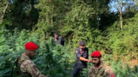 Scoperta vasta piantagione di marijuana in Calabria, due arresti L’accusa nei loro confronti è di produzione di sostanze stupefacenti