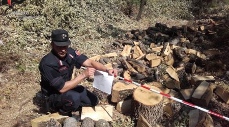 Taglio alberi senza autorizzazione, due denunce L'accusa è di violazione al vincolo paesaggistico e ambientale