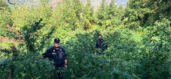 Sangineto, i carabinieri scoprono una piantagione di canapa indiana Una coltivazione con 150 piante di marijuana è stata scoperta dai Carabinieri
