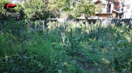 Da coltivatrice di un orto a produttrice droga: arrestata Una bracciante agricola di Polistena è stata scoperta dai Carabinieri in flagranza di reato