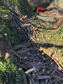 Pizzoni (VV): Incidente sul lavoro, operaio di 53 anni cade da una catasta di legna