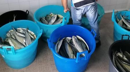 Sequestro 700 chili prodotto ittico privo di tracciabilità Operazione della Capitaneria di porto sulla filiera della pesca