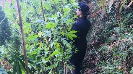 Scoperta piantagione canapa occultata tra la vegetazione La marijuana era pronta ad essere immessa sul mercato della droga