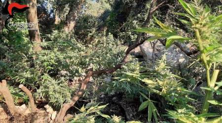 Piantagione canapa indiana rinvenuta nel territorio reggino Scoperta dai Carabinieri
