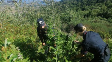 Piantagione marijuana scoperta dai Carabinieri Forestale Veniva irrigata con allaccio abusivo ad una sorgente   