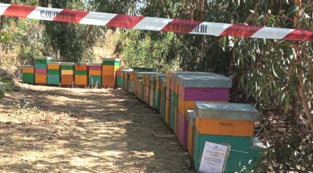 Arnie illegali e abusive, denunciato giovane apicoltore Il servizio veterinario dovrà eseguire accertamenti ulteriori per verificare la condizione sanitaria degli insetti