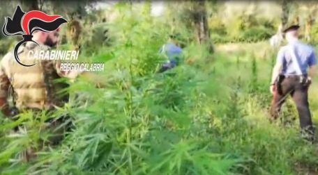 Rivenute oltre 30 mila piante di canapa indiana nel 2019 Rapporto dei carabinieri di Reggio Calabria in materia di stupefacenti