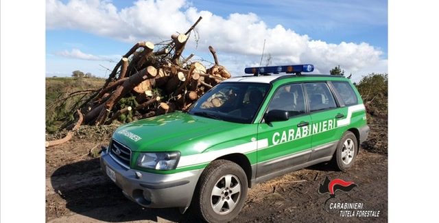 Drapia , Rubati 100 piante di pino I carabinieri forestali denunciano il titolare di una azienda boschiva 