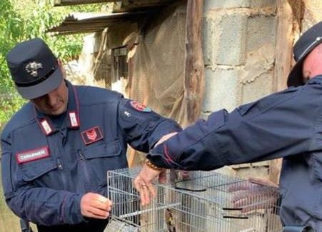Detenzione specie di volatili non cacciabili Operazione dei Carabinieri Forestale nel vibonese