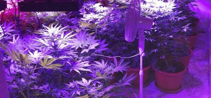 Coltivava in in appartamento marijuana, primo arresto dell’anno I carabinieri hanno rinvenuto 110 piante nella casa di un bracciante agricolo del reggino