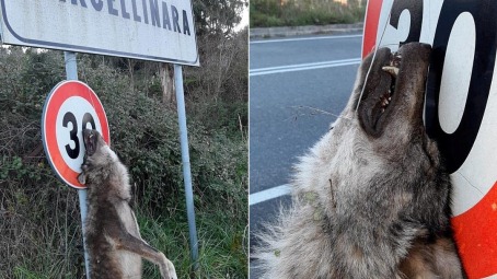 Orrore in Calabria, trovato un lupo impiccato Il crudele episodio è avvenuto nel catanzarese nei pressi di Marcellinara, su un cartello stradale