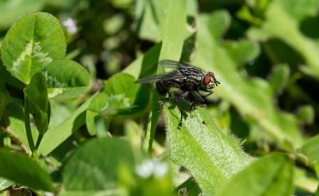 Parco dell’Aspromonte, valutazione ambientale dei boschi attraverso lo studio degli insetti Campionare e studiare i Ditteri Brachiceri (mosche) per valutare in ambito forestale la qualità ambientale