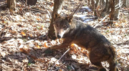 Il lupo Arvo è stato ritrovato morto Sembra che il povero animale dopo aver ricevuto le cure perchè trovato agonizzante lo scorso gennaio, abbia subito un'aggressione da altri animali