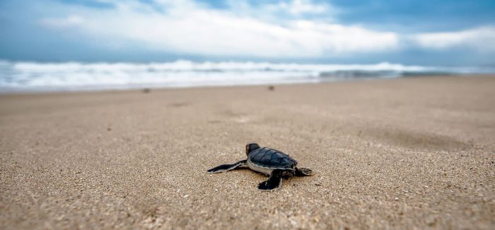 Le spiagge non sono tavoli da biliardo Il WWF rinnova l’appello per la tutela dei litorali