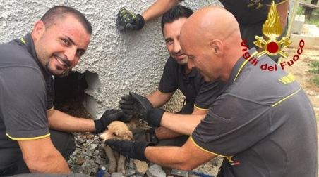 Una cagnolina incastrata salvata dai Vigili del fuoco in Calabria Per estrarla hanno dovuto creare un foro alla base del muro. La proprietaria del terreno che volontariamente si è offerta ad accudire i due piccoli cani in attesa di trovare una famiglia adottiva